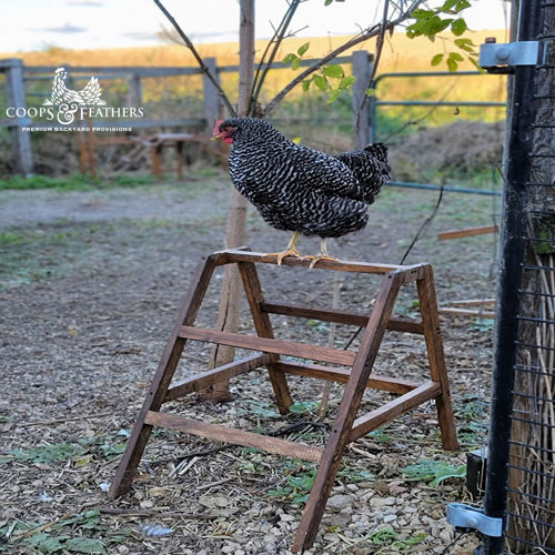 Coops & Feathers Portable AFrame Roosting Ladder & Reviews Wayfair